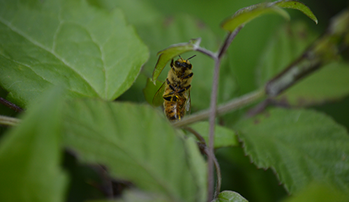Bee in the wild. Photo by Sergiu Vălenaș on Unsplash
